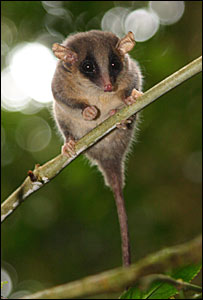 Cercarteus pygmy possum